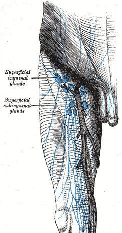 Grays_groin_nodes_small
