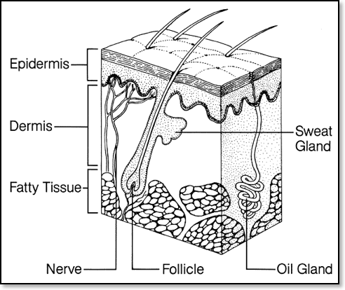 skin_diagram